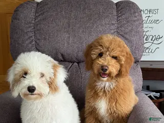 Cavachon dogs Job - Ad 22