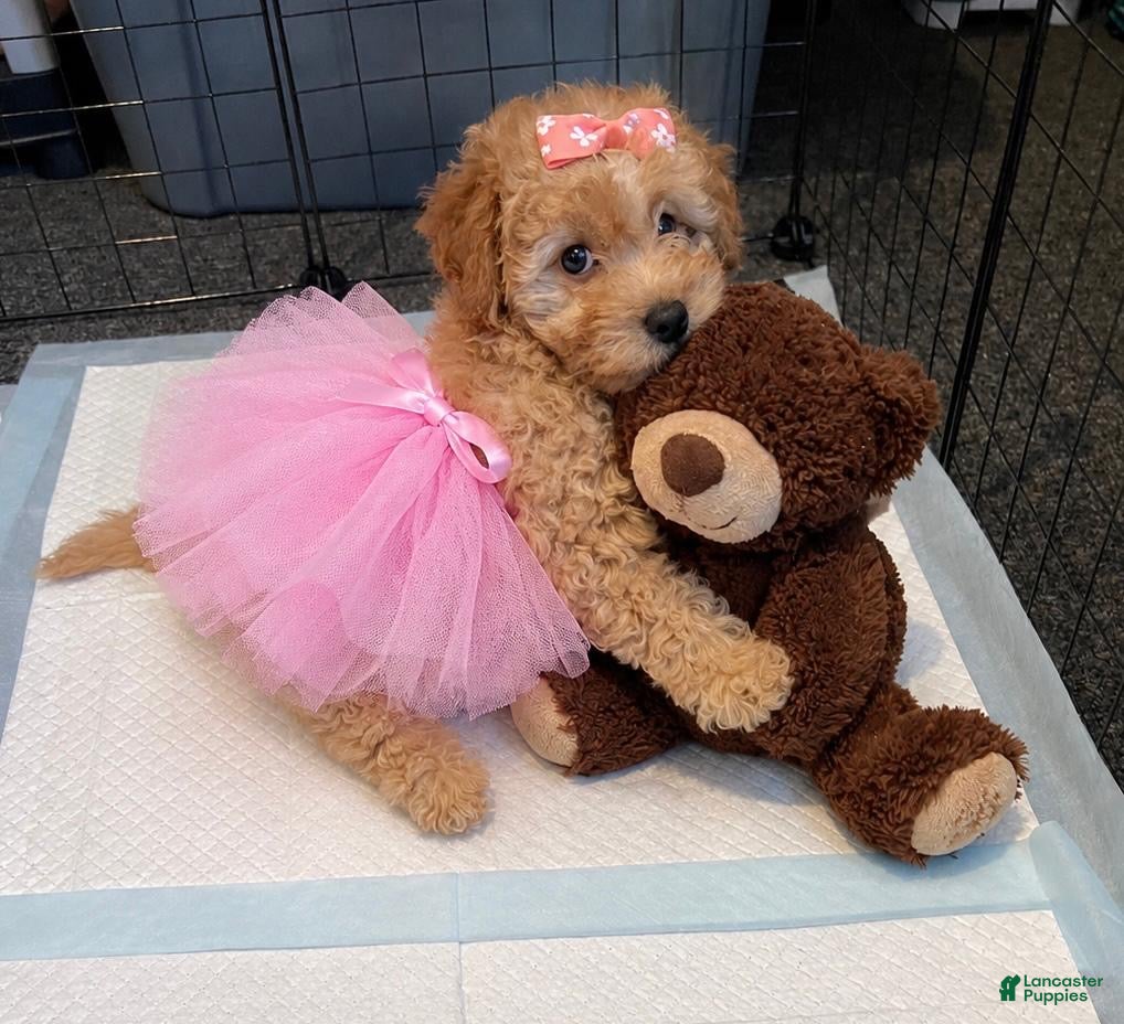 Toy Poodle dogs for sale: Lola  - Ad 1