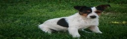 Jack Russell Terrier dogs for sale: Buddy - Ad 11