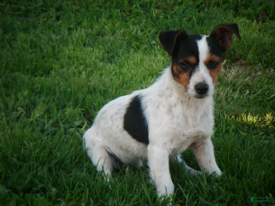 Jack Russell Terrier dogs for sale: Buddy - Ad 11