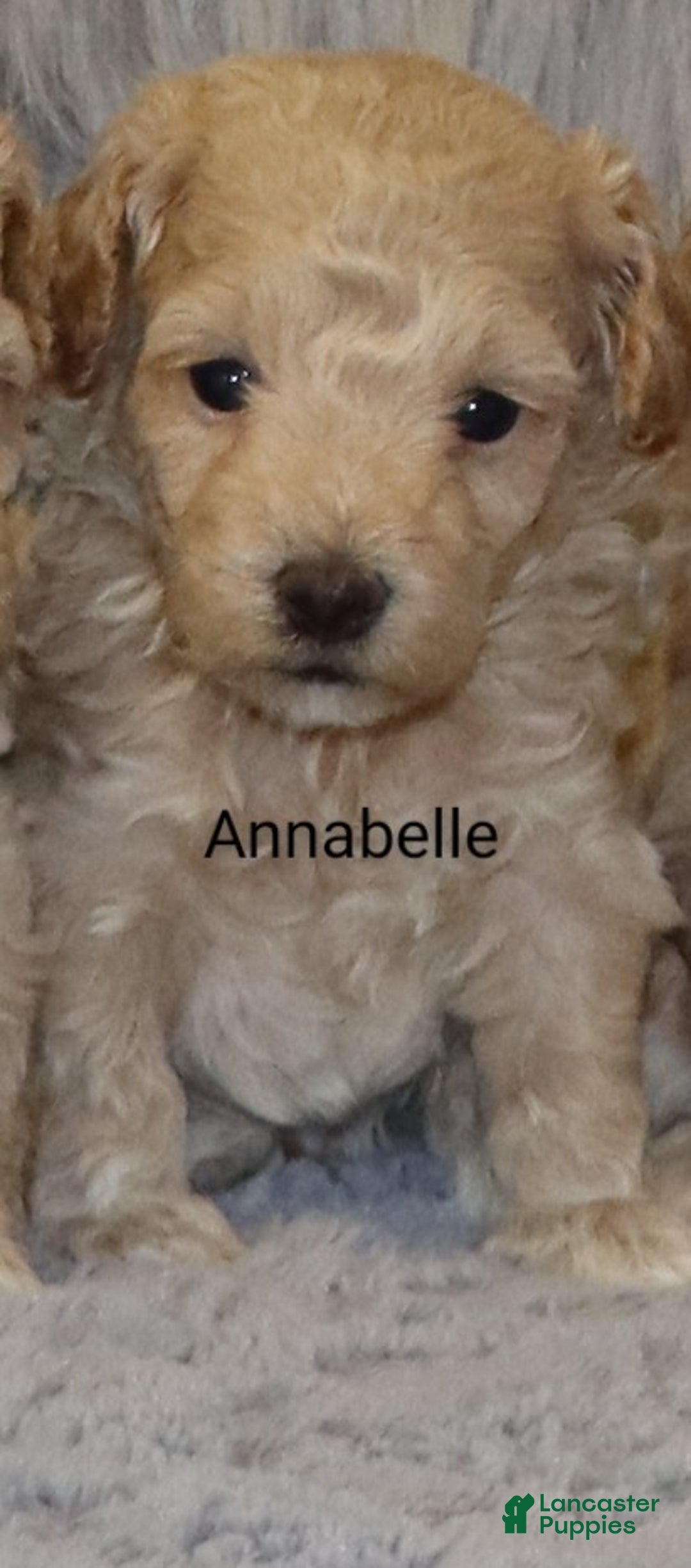 Havapoo dogs for sale: Annabelle Toy/M.👨‍👨‍👦‍👦💞🐕 - Ad 13