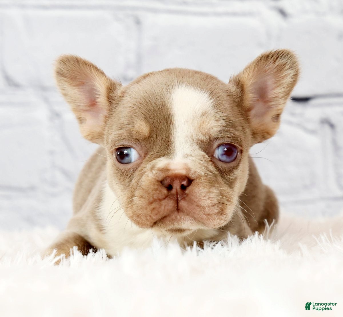 French Bulldog dogs Stella - Ad 2