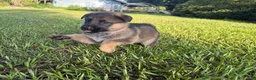 German Shepherd dogs for sale: Daphne - Ad 5