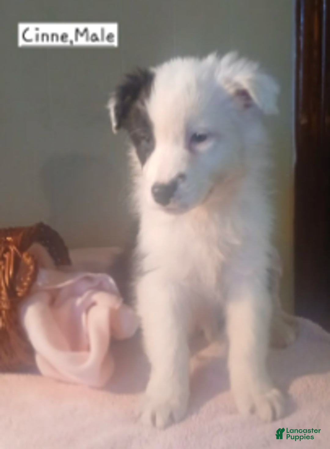 Australian Shepherd dogs for sale: Cinne - Ad 4