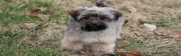 Yorkiepoo dogs for sale: Miss Sassy - Ad 3