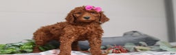 Standard Poodle dogs for sale: Nellie AKC - Ad 5