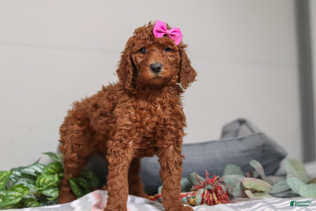 Standard Poodle dogs for sale: Nellie AKC - Ad 5