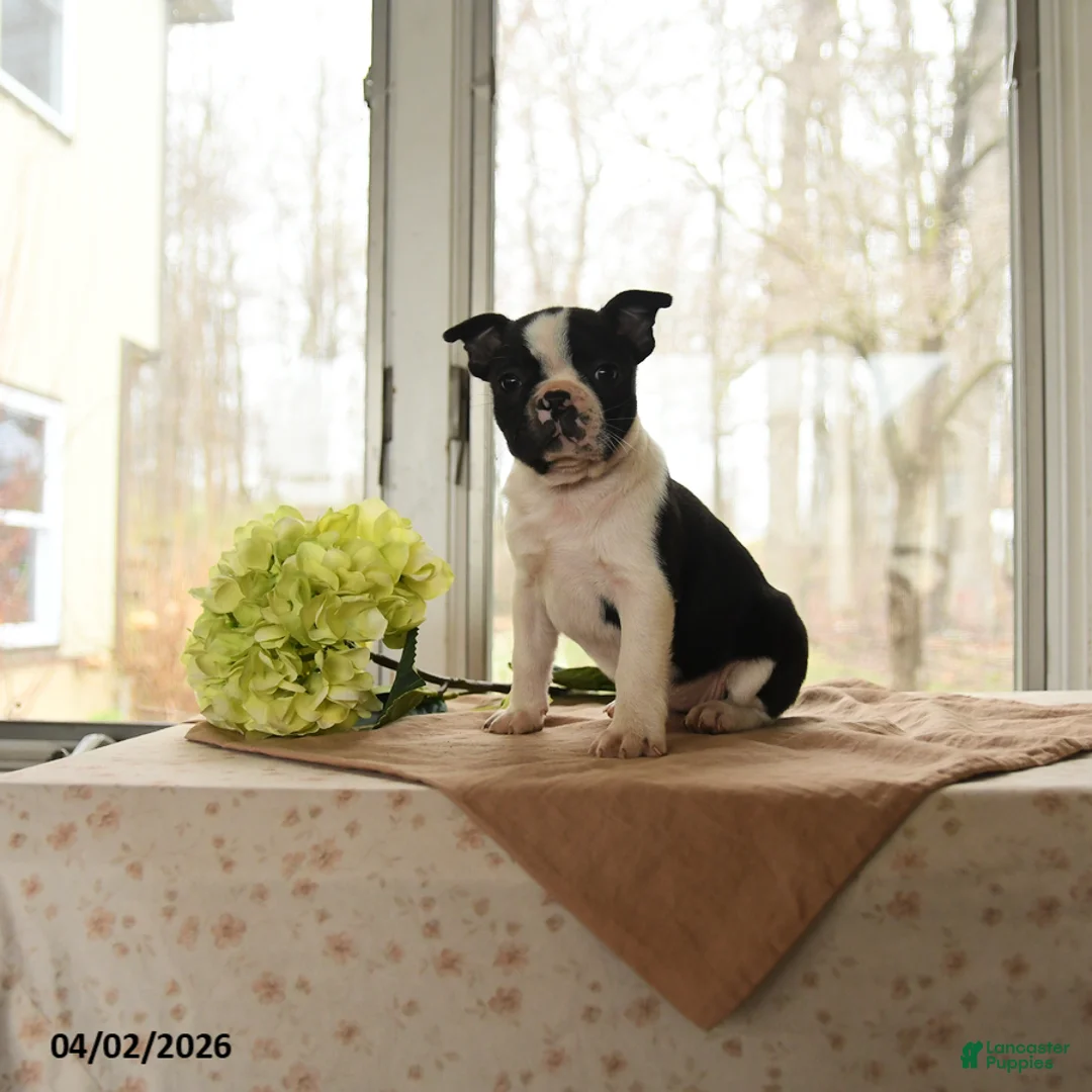 Boston Terrier dogs for sale: Heidi - Ad 1