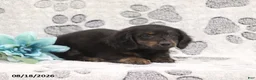 Miniature Dachshund dogs for sale: Garfield - Ad 4