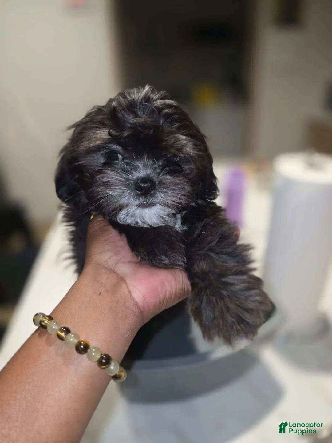Shihpoo dogs for sale: Shihpoo Puppy 4 - Ad 1
