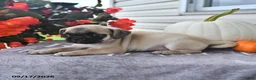 Puggle dogs for sale: Jack Be Little - Ad 3