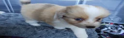 Mixed Breed dogs for sale: Charlie - Ad 3