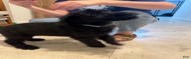 Giant Schnauzer 1