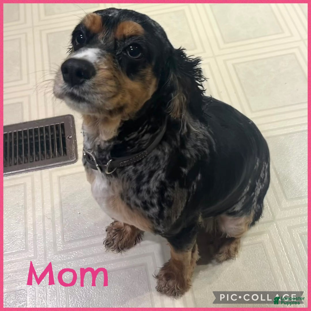 English Cocker Spaniel dogs for sale: English Cocker Spaniel Puppy 1 - Ad 2