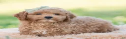 Mini Goldendoodle dogs for sale: ozzy - Ad 3