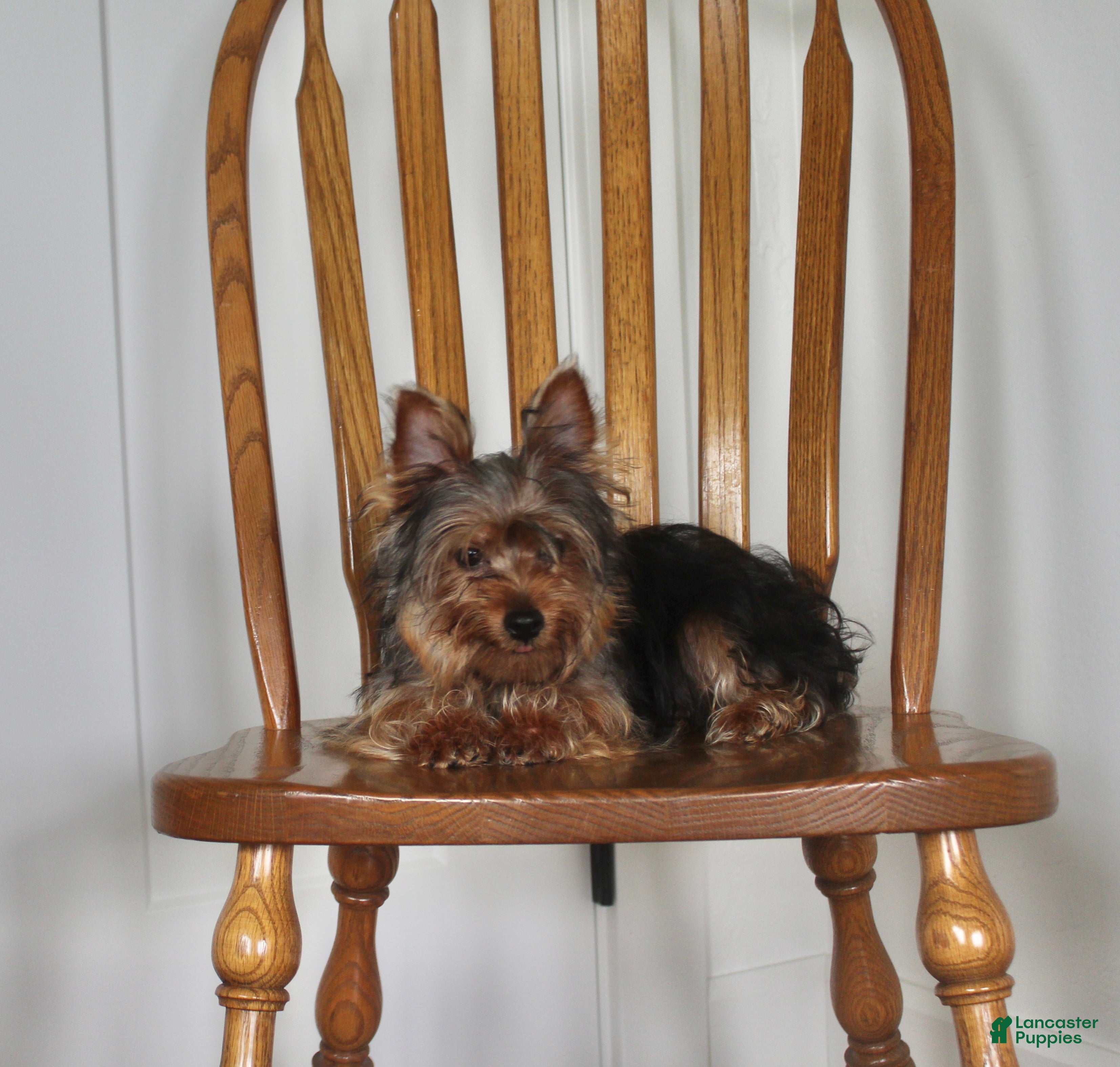 Yorkshire Terrier dogs Robot - Ad 2
