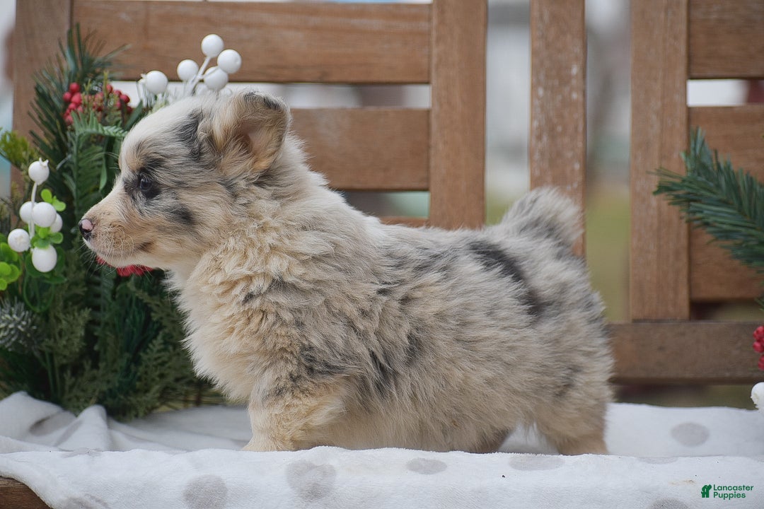 Welsh Corgi Pembroke dogs for sale: Major - Ad 6
