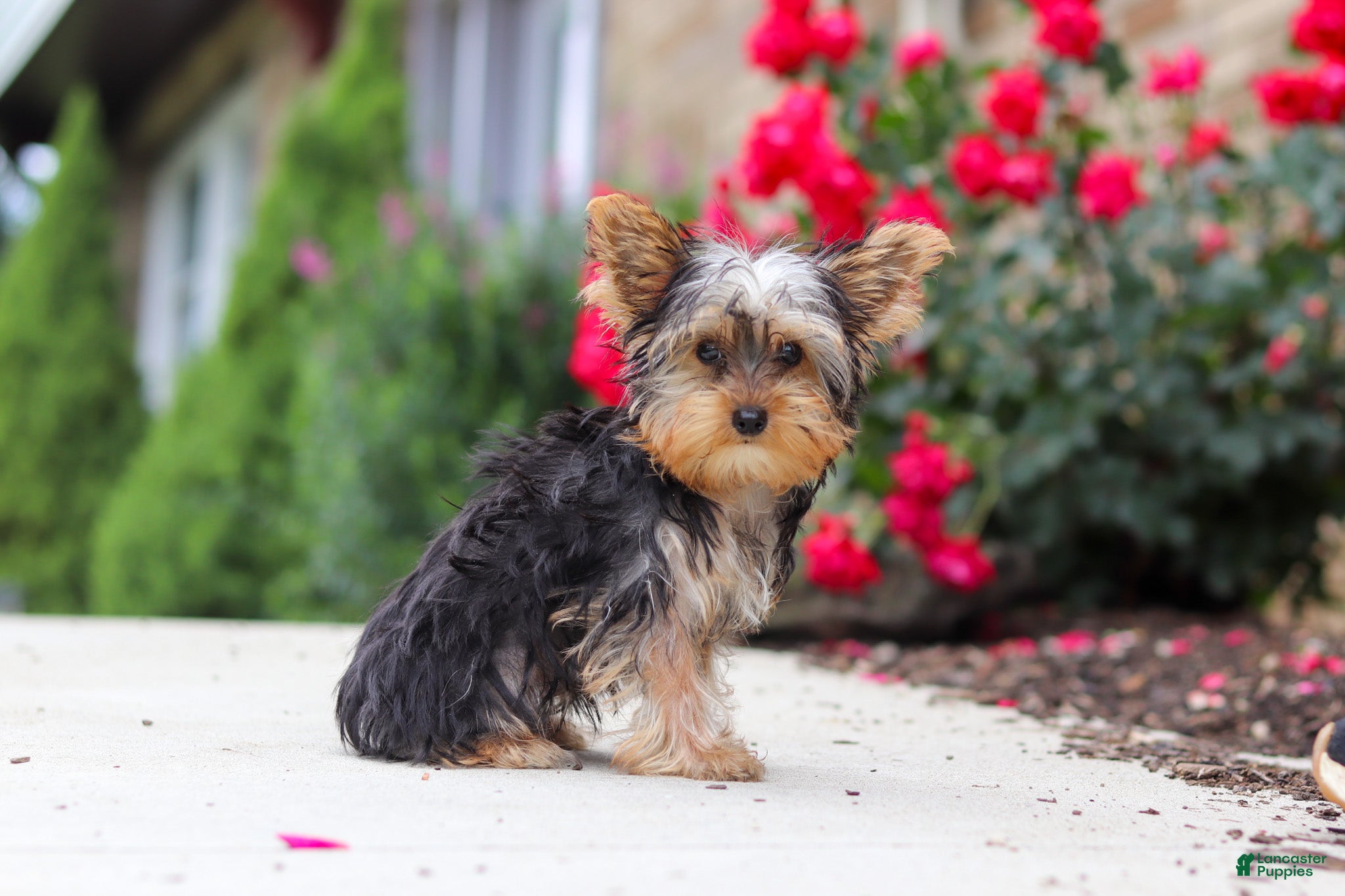 Yorkshire Terrier dogs Ollie - Ad 1