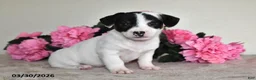 Jack Russell Terrier dogs for sale: Trixie - Ad 1