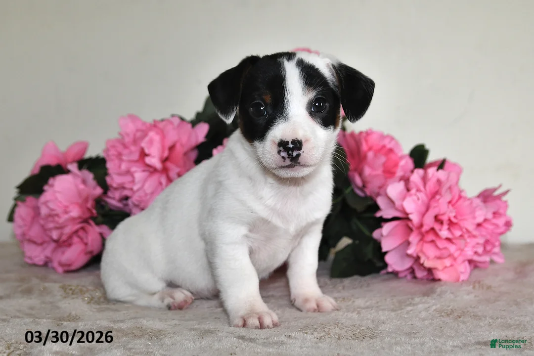 Jack Russell Terrier dogs for sale: Trixie - Ad 1