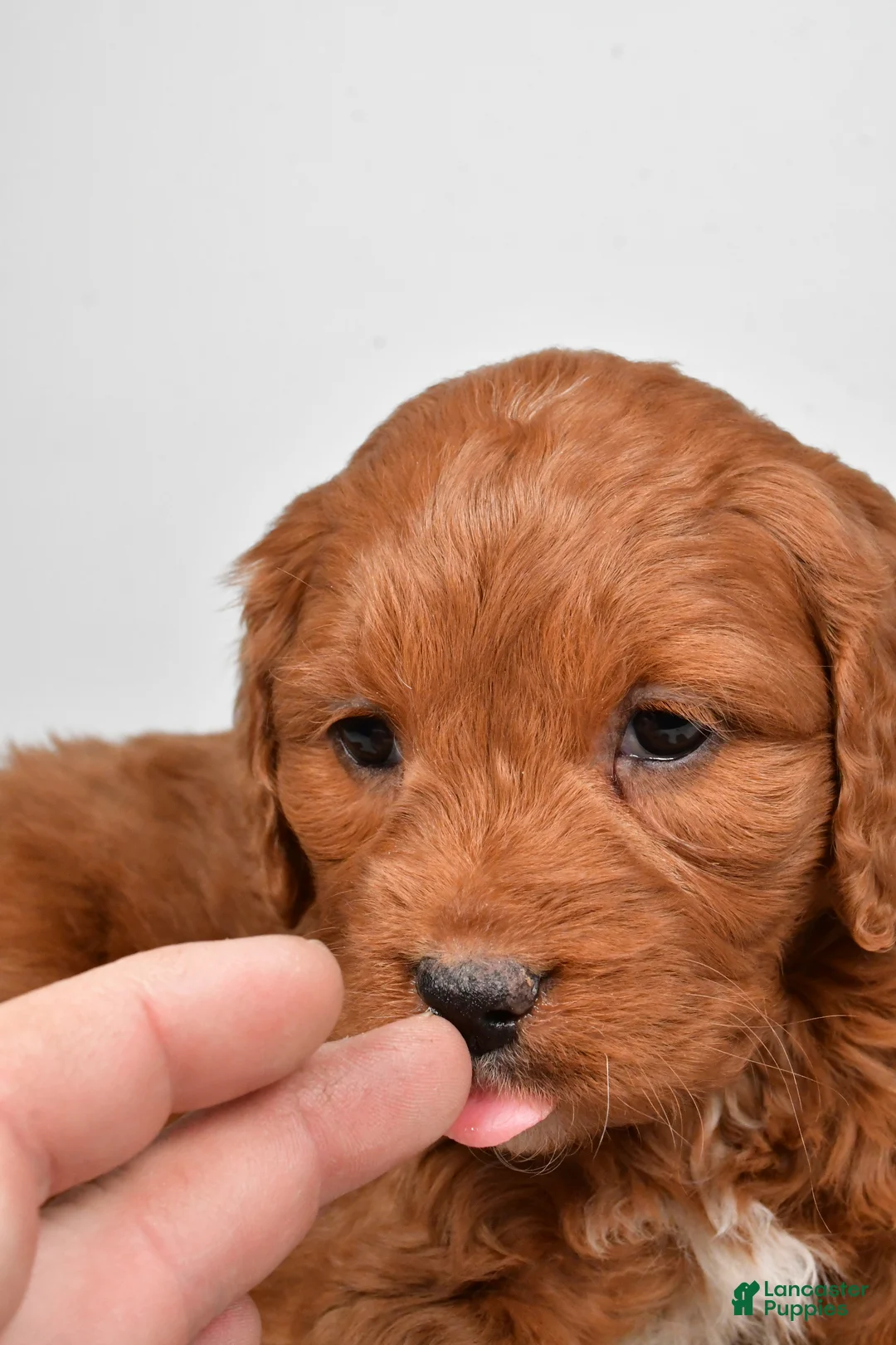 Mini Goldendoodle dogs for sale: Bailey - Ad 11