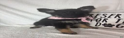 German Shepherd dogs for sale: Gwyneth - Ad 4