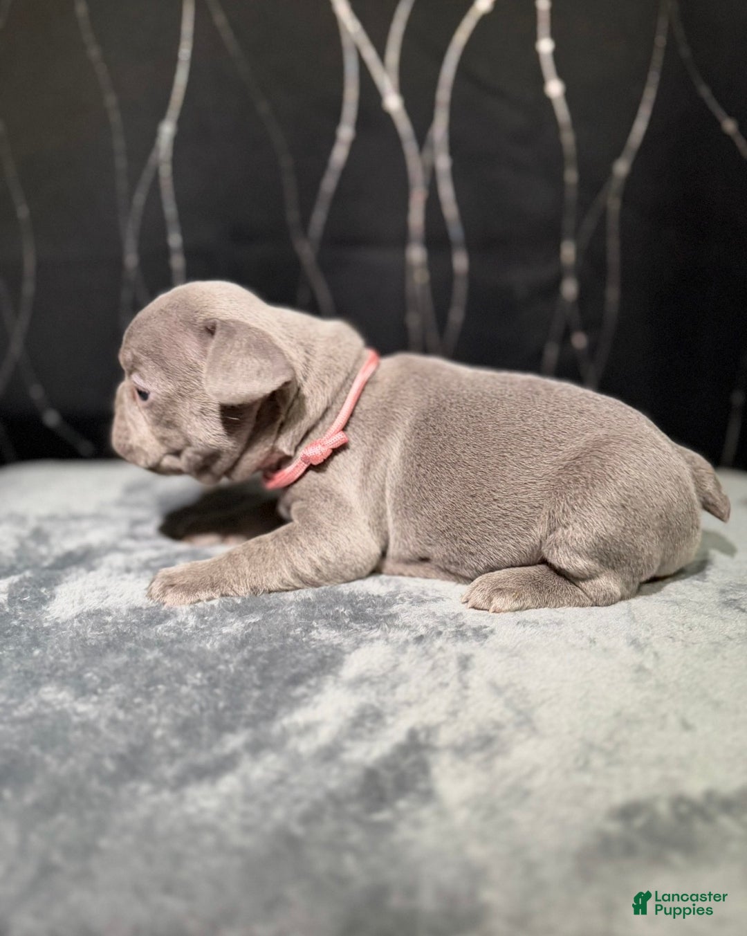 French Bulldog dogs for sale: TILLY - Ad 4