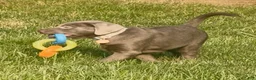 Labrador Retriever dogs for sale: Labrador Retriever 1 - Ad 16