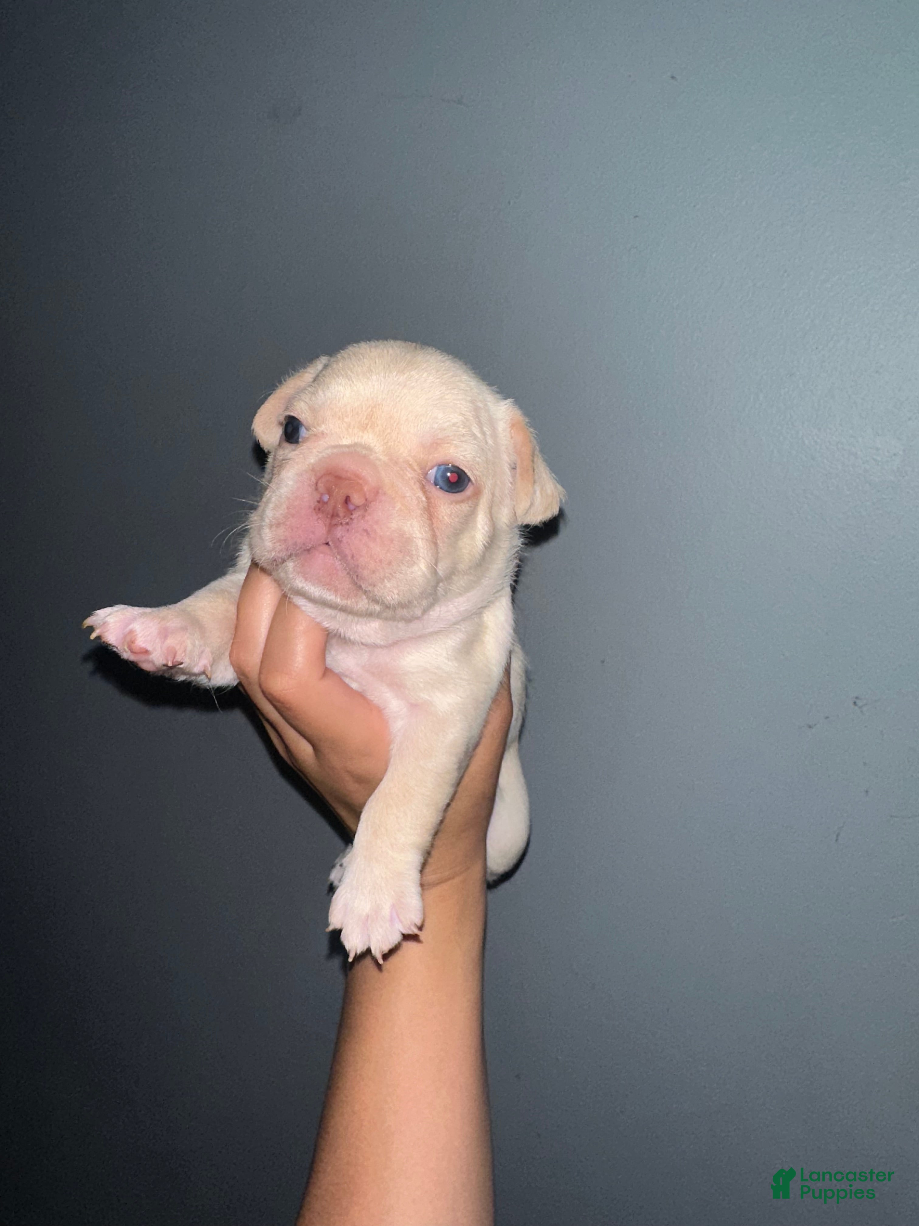 French Bulldog dogs for sale: Snow - Ad 2