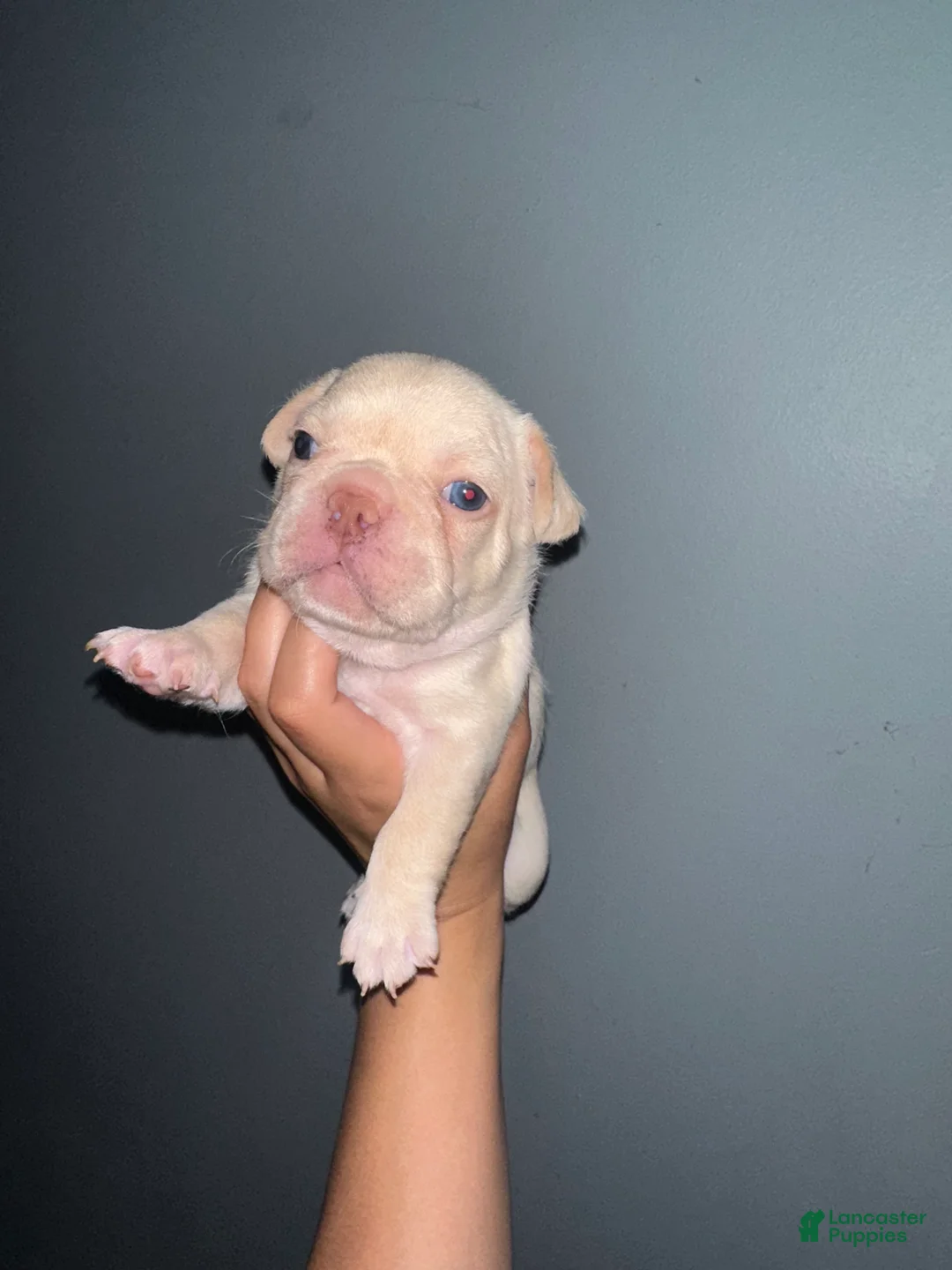 French Bulldog dogs for sale: Snow - Ad 1