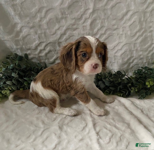Cavalier King Charles Spaniel dogs Gilbert- Chocolate merle - Ad 23