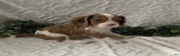 Cavalier King Charles Spaniel dogs for sale: Gilbert- Chocolate merle - Ad 2
