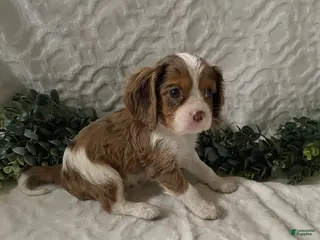 Cavalier King Charles Spaniel dogs Gilbert- Chocolate merle - Ad 23