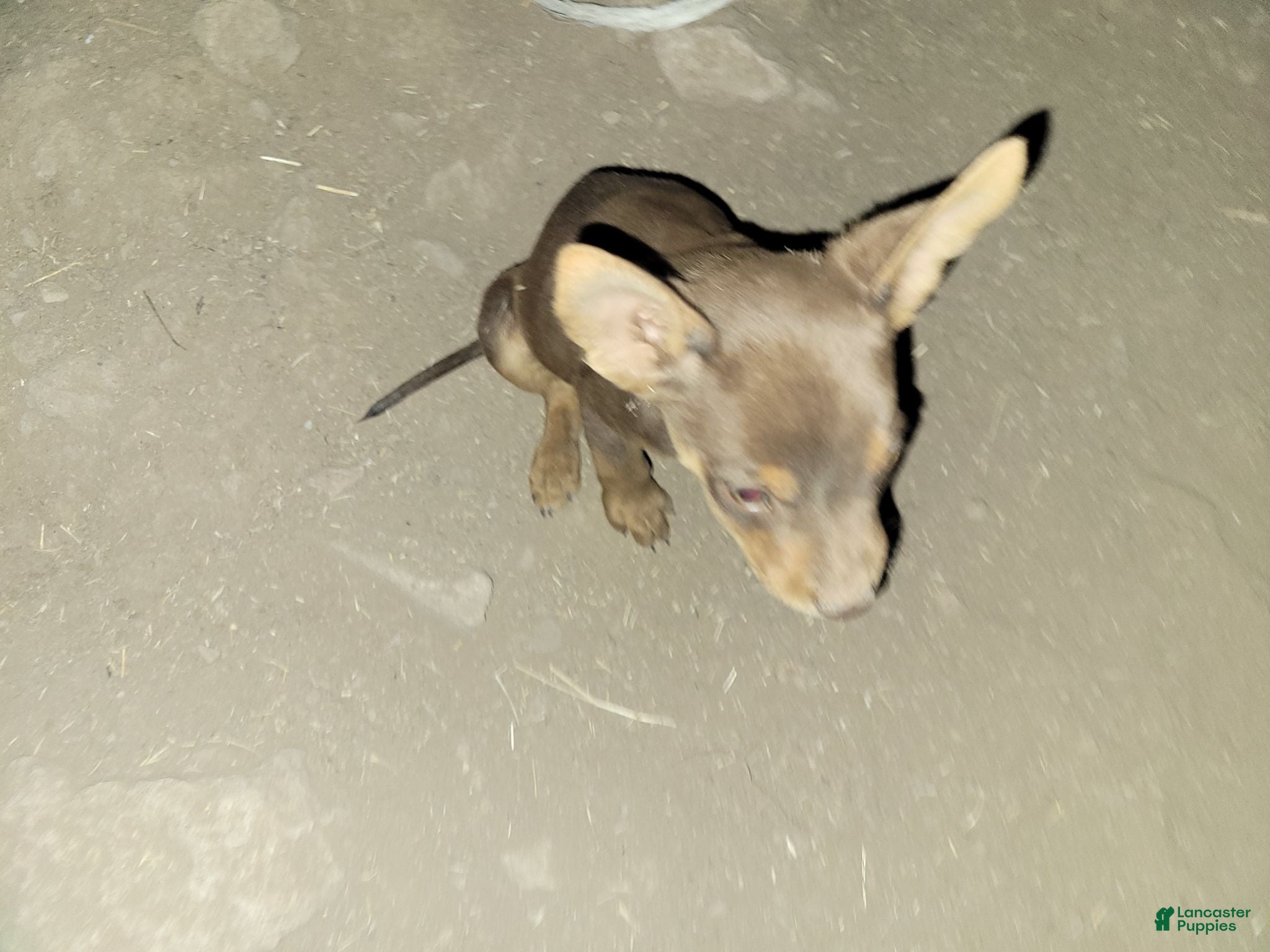 Mixed Breed dogs Mixed Breed 1 - Ad 38
