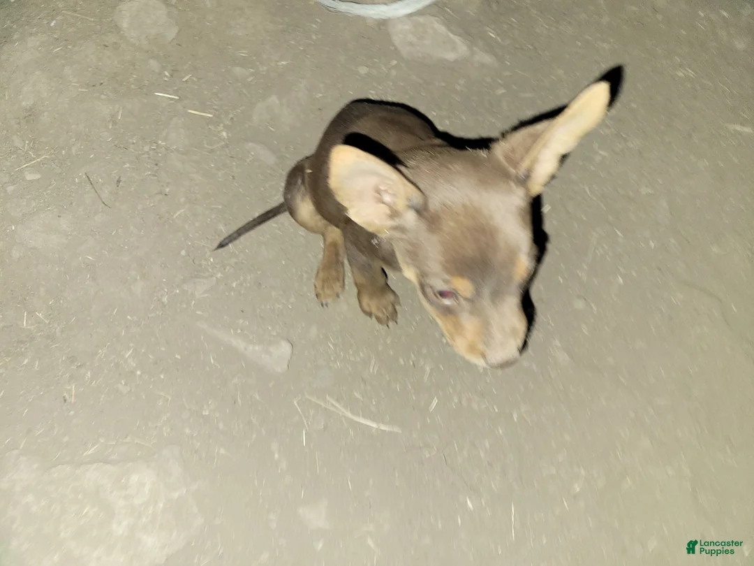 Mixed Breed dogs for sale: Mixed Breed 1 - Ad 1