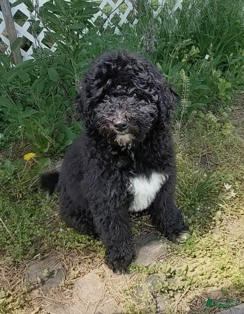 Double Doodle dogs for sale: Chelsea-Mountain Goldendoodle  - Ad 2