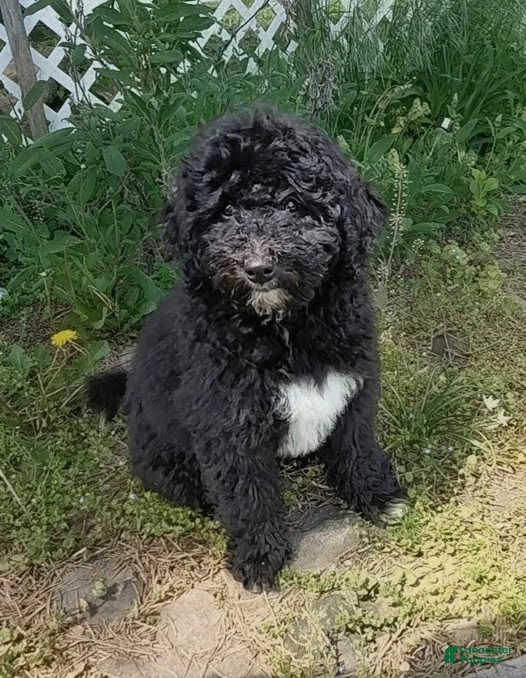 Double Doodle dogs for sale: Chelsea-Mountain Goldendoodle  - Ad 1