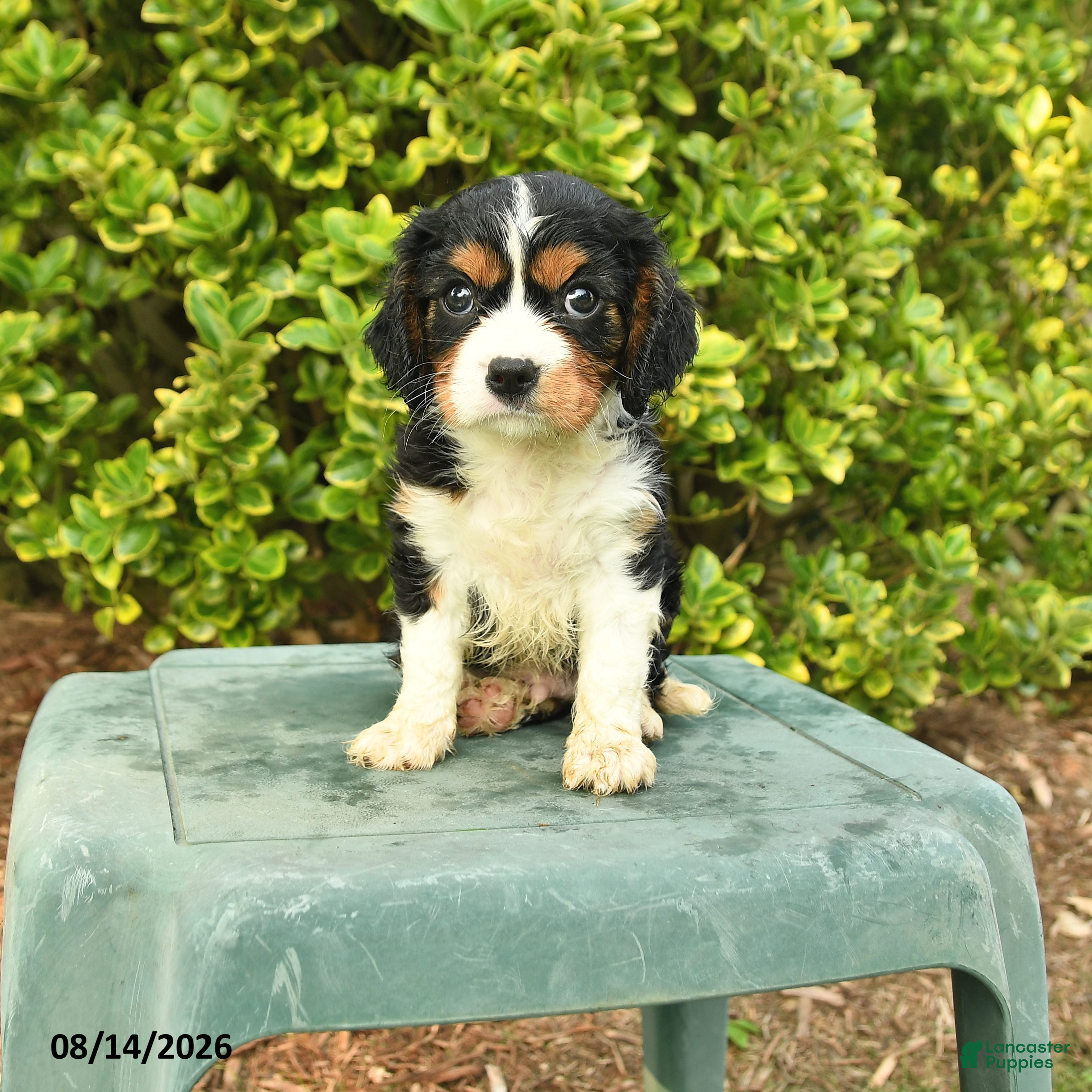 Cavalier King Charles Spaniel dogs Chris - Ad 1