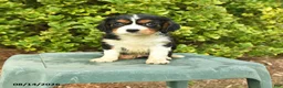 Cavalier King Charles Spaniel dogs for sale: Chris - Ad 1