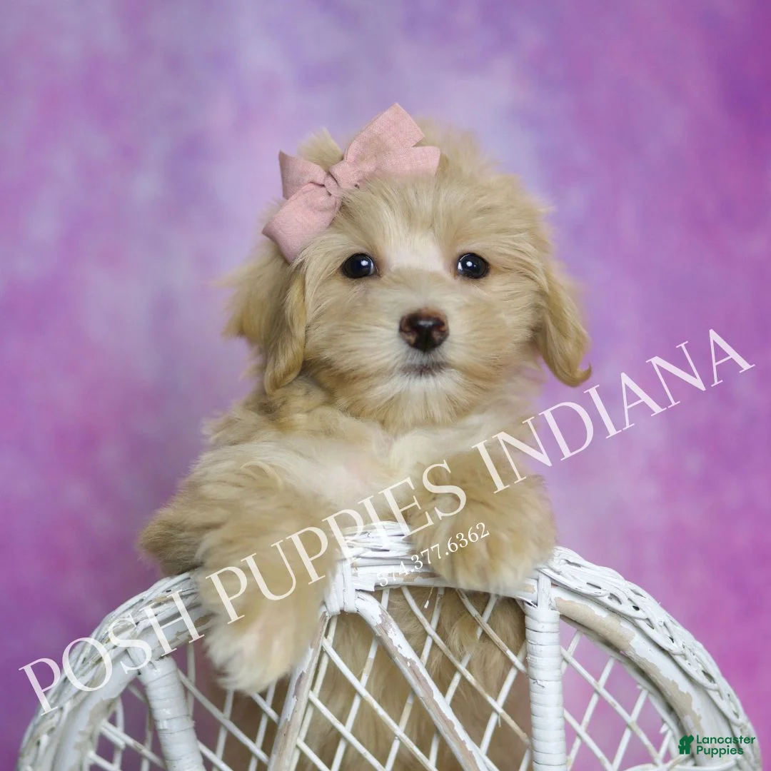 Maltipoo dogs for sale: Peach - Ad 7