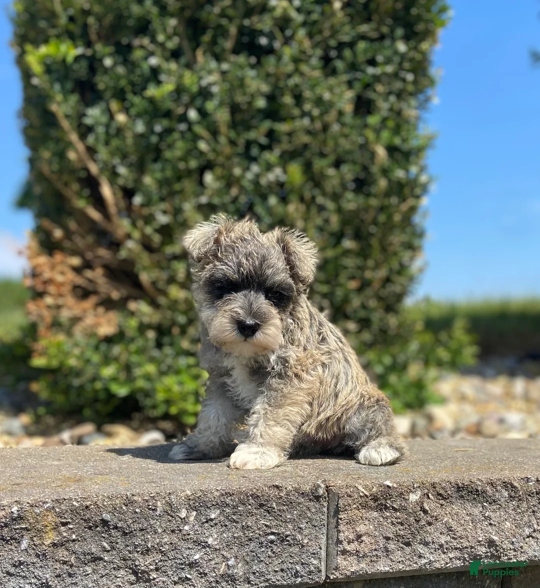 Miniature Schnauzer dogs for sale: Allie - Ad 1
