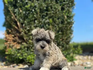 Miniature Schnauzer dogs for sale: Allie - Ad 2