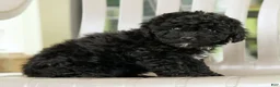 Miniature Poodle dogs for sale: Fancy - Ad 5