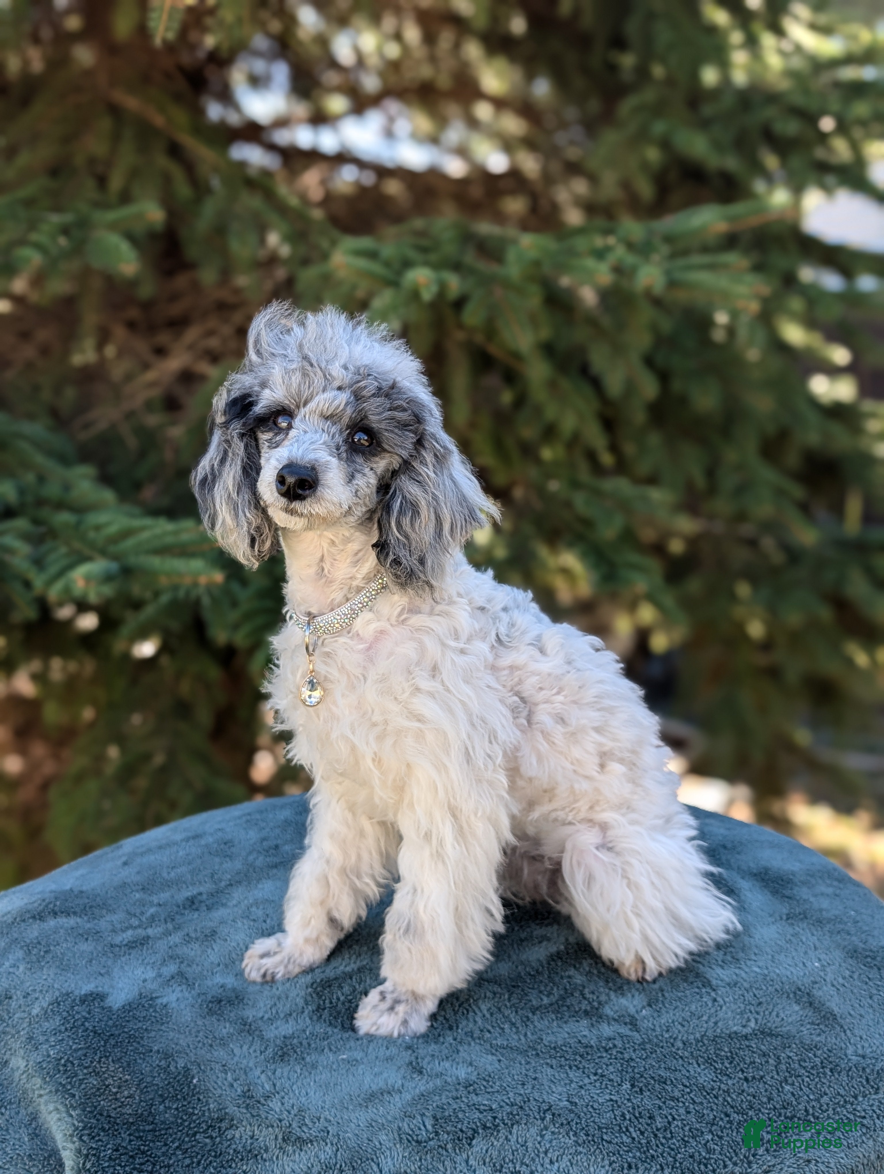 Pudelpointer Puppies for sale Lancaster Puppies - Main Image