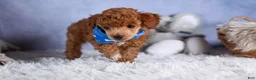 Toy Poodle dogs for sale: Tucker - Ad 16