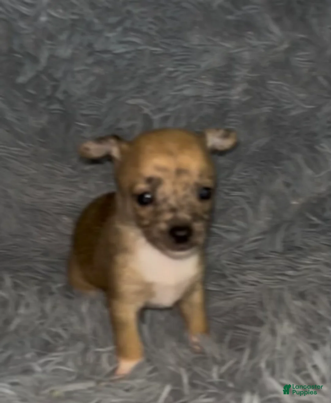 Chiweenie dogs for sale: Mai Tai  - Ad 1