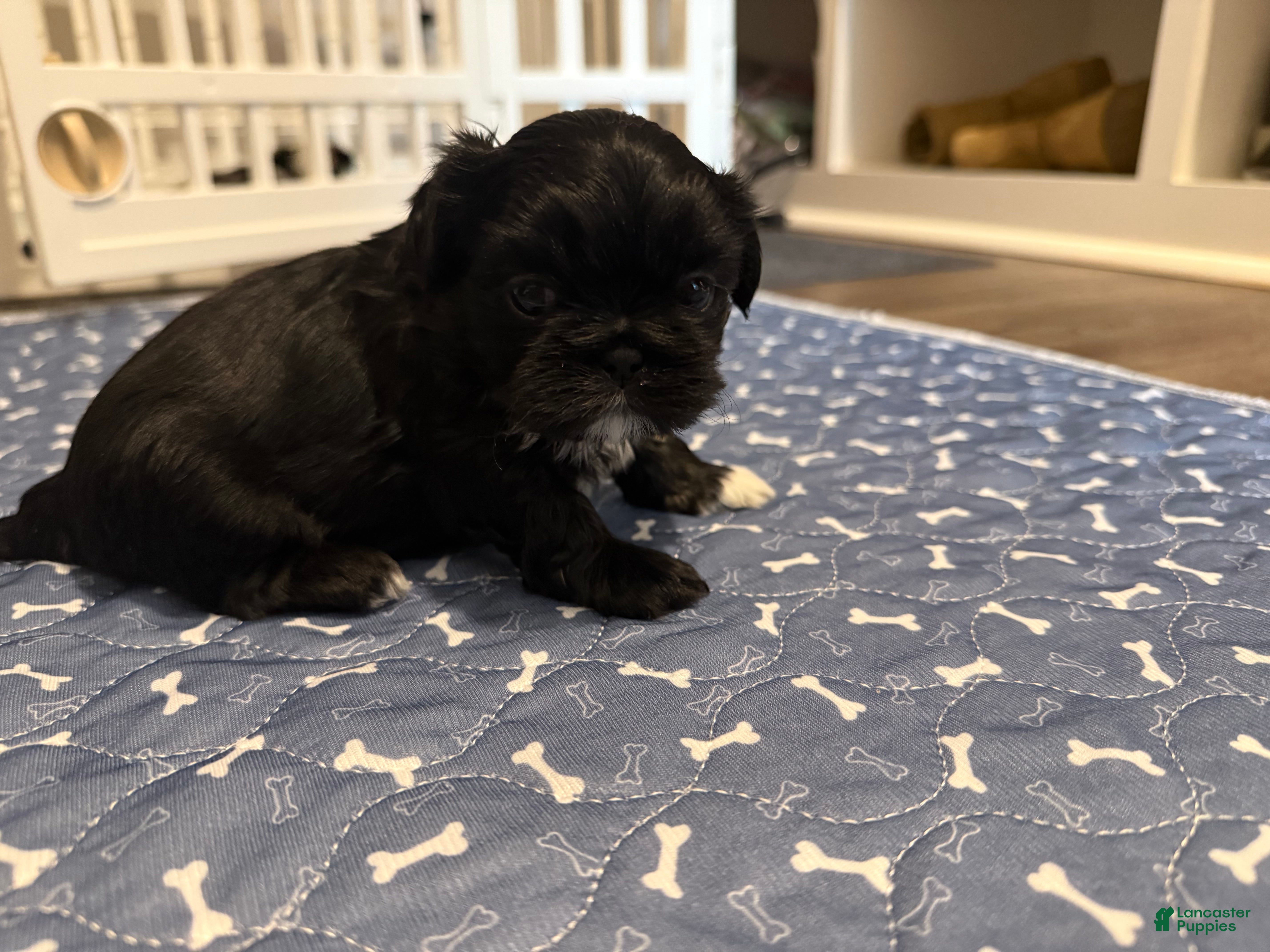 Shih Tzu dogs Luke Skywalker  - Ad 25