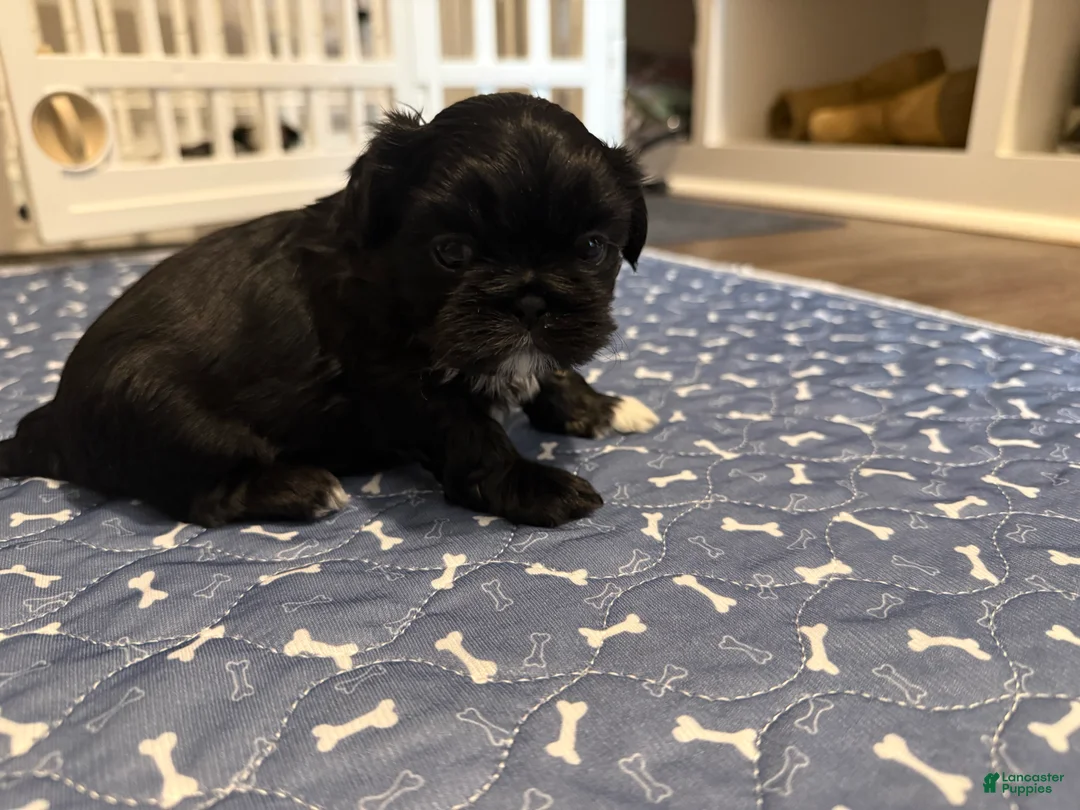 Shih Tzu dogs for sale: Luke Skywalker  - Ad 1