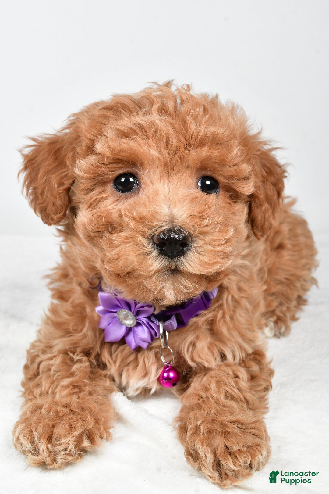 Maltipoo dogs for sale: Sara - Ad 8