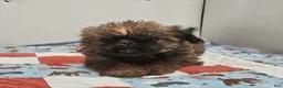 Mixed Breed dogs for sale: Mixed Breed Puppy 2 - Ad 5